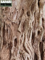 Trdstam I. Faraofikon. (Lake Manyara National Park, Tanzania)