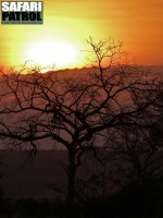 Solnedgng. (Tarangire National Park, Tanzania)
