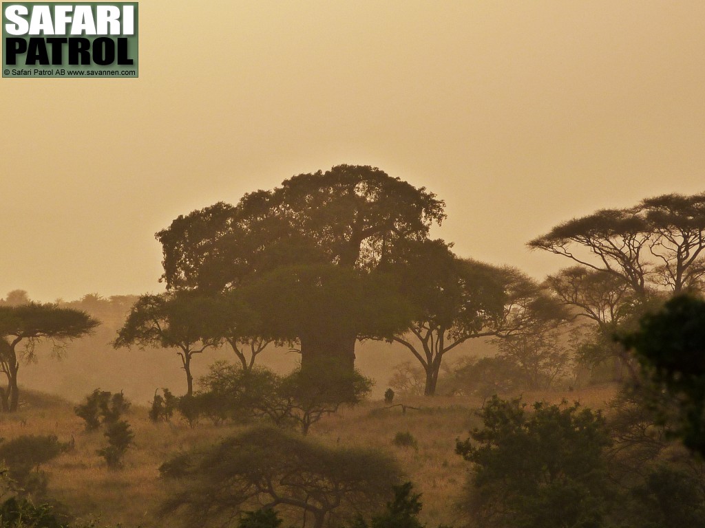 Baobabtrd, ett av Tarangires knnetecken. (Tarangire National Park, Tanzania)