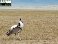 Koritrapp gr sig fin fr att locka till sig honor. (Ngorongorokratern, Tanzania)