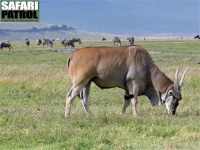 Eland, den strsta av antiloperna. (Ngorongorokratern, Tanzania)