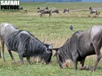 Gnuer mter sina krafter. (Ngorongorokratern, Tanzania)