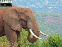 Elefanttjur p kraterkanten. (Ngorongorokratern, Tanzania)