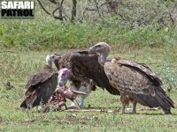 Gamar vid gasellkadaver. Frn vnster kappgam, rongam och rppelgam. (Serengeti National Park, Tanzania)