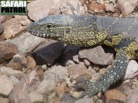 Nilvaran. (Serengeti National Park, Tanzania)