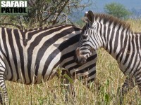 Zebror. (Tarangire National Park, Tanzania)