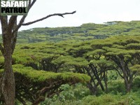 En ovanlig hglandsakacia: Acacia lahai. (Ngorongorokratern, Tanzania)