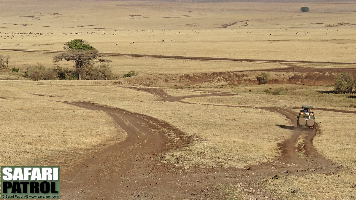 Safarijeep p djurskdning. (Nordstra Ngorongorokratern, Tanzania)