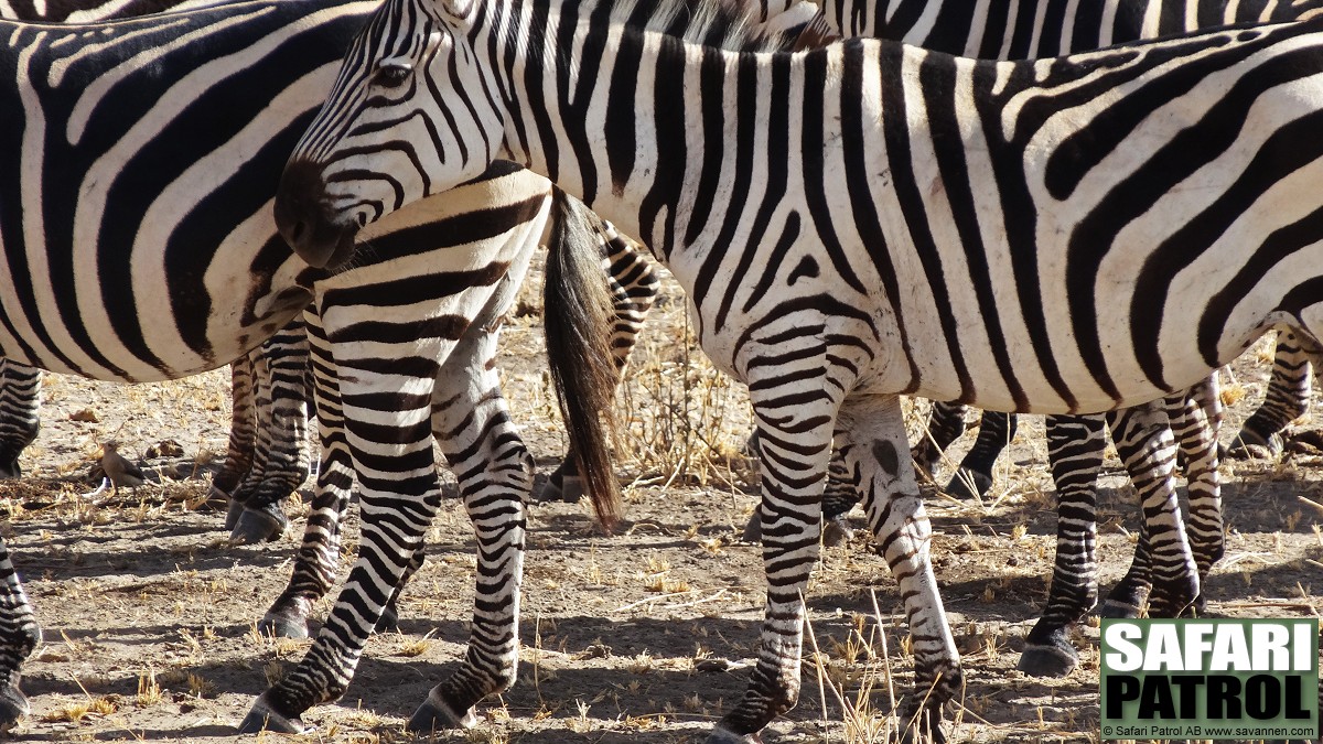 Zebror. (Tarangire National Park, Tanzania)