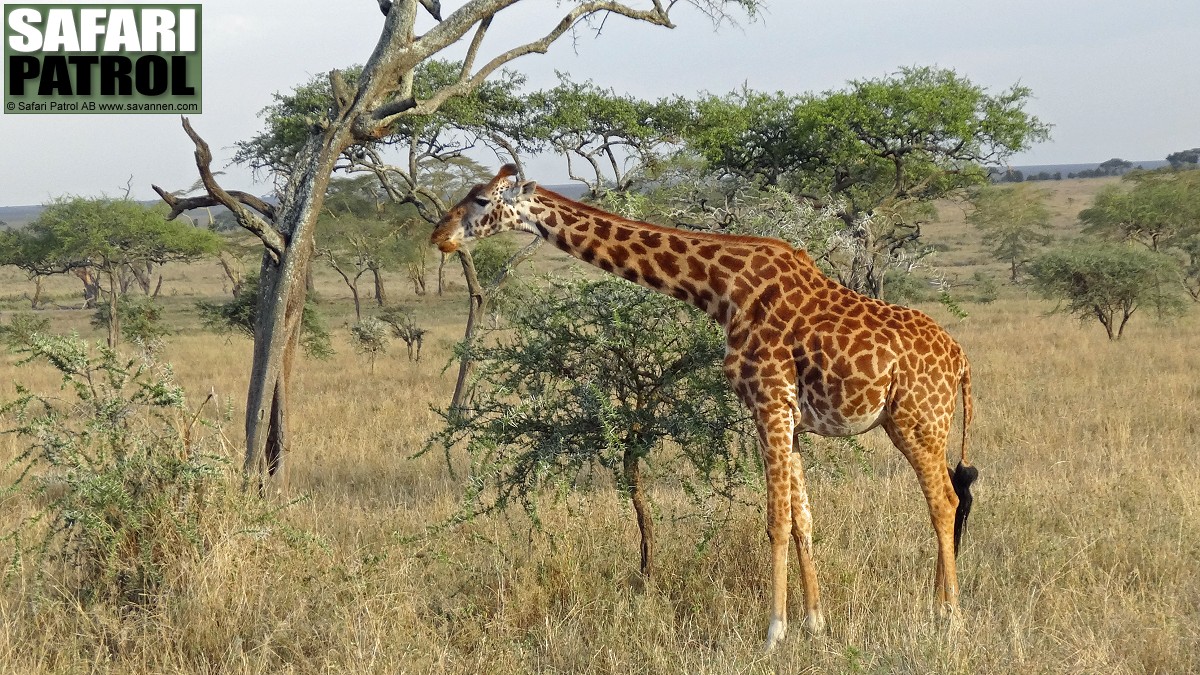 Giraff. (Serengeti National Park, Tanzania)