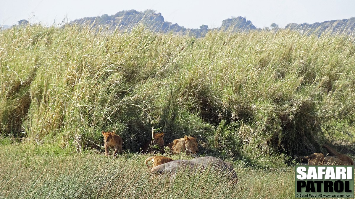Lejon med flld buffel. (Lake Magadi/Lake Moru i sdra Serengeti National Park, Tanzania)