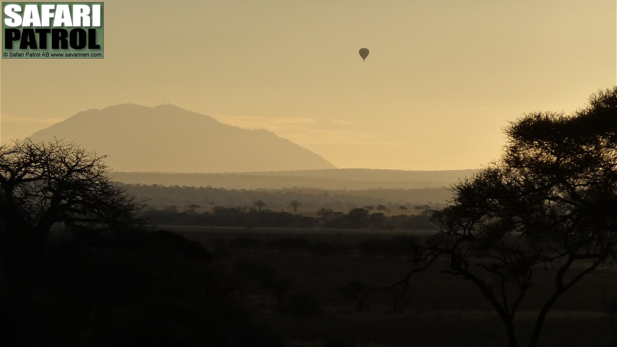 Safariballong. (Tarangire National Park, Tanzania)