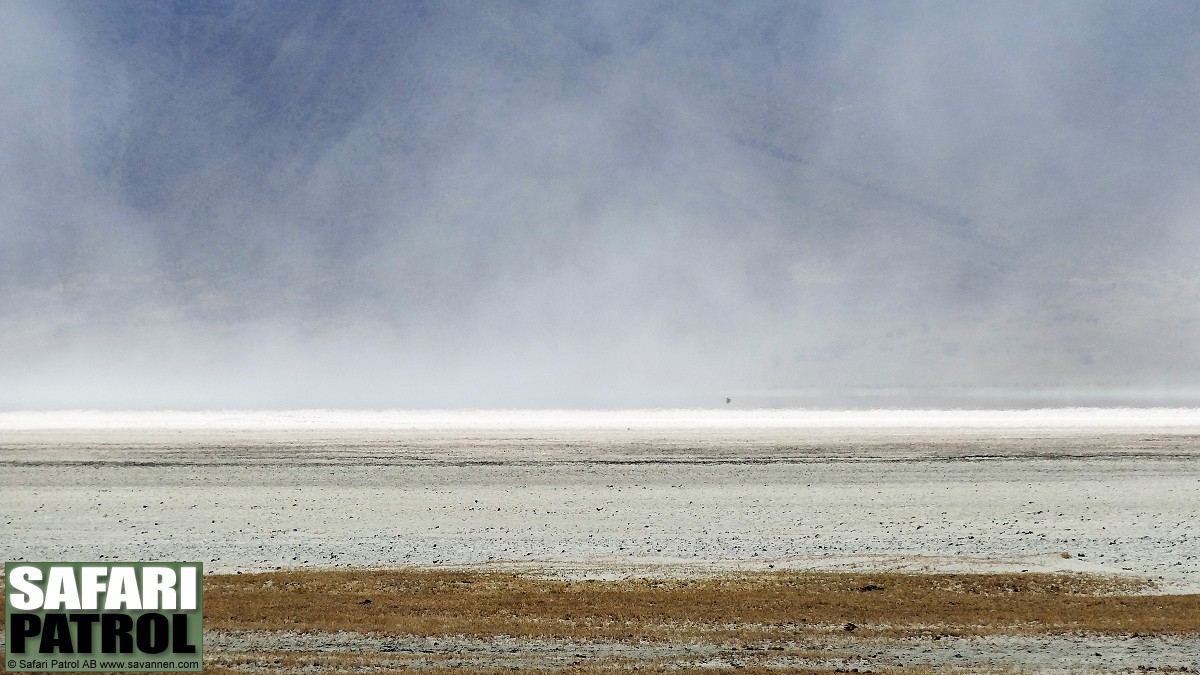 Torrt och dammigt i kratern. (Ngorongorokratern, Tanzania)