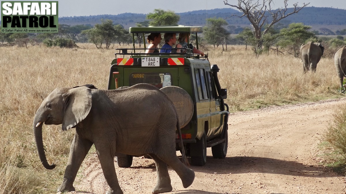 Djurskdning. (Serengeti National Park, Tanzania)