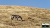 Zebra. (Ngorongorokratern, Tanzania)