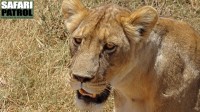 Portrtt av ett lejon. (Ngorongorokratern, Tanzania)
