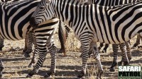 Zebror. (Tarangire National Park, Tanzania)