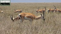 Grants gaseller p savannen. (Serengeti National Park, Tanzania)