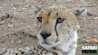 Portrtt av en gepard. (Seronera i centrala Serengeti National Park, Tanzania)