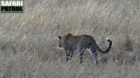 Leopard i savanngrs. (Moru Kopjes i sdra Serengeti National Park, Tanzania)