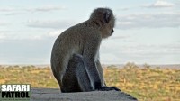 Grn markatta. (Tarangire National Park, Tanzania)