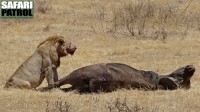 Lejonhane vid flld afrikansk buffel. (Nordstra Ngorongorokratern, Tanzania)