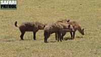 Flckiga hyenor. (Ngorongorokratern, Tanzania)