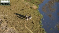 Zebror vid Tarangirefloden. (Tarangire National Park, Tanzania)