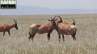 Topiantiloper p savannen. (Serengeti National Park, Tanzania)
