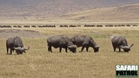 Afrikanska bufflar. I bakgrunden gnuer p vandring p led. (Ngorongorokratern, Tanzania)