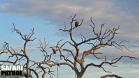 Dtt trd med rppelgamar. (Tarangire National Park, Tanzania)
