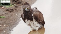 Stridsrn. (Seronera i centrala Serengeti National Park, Tanzania)