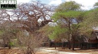 Tarangire Safari Lodge. (Tarangire National Park, Tanzania)