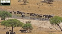 Vy mot Tarangirefloden frn Tarangire Safari Lodge. (Tarangire National Park, Tanzania)