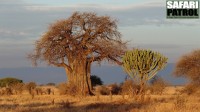 Baobabtrd och kandelabertrd. (Tarangire National Park, Tanzania)
