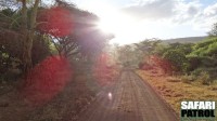 Lake Manyara National Park. (Tanzania)