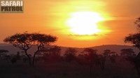 Solnedgng i bushen. (Serengeti National Park, Tanzania)