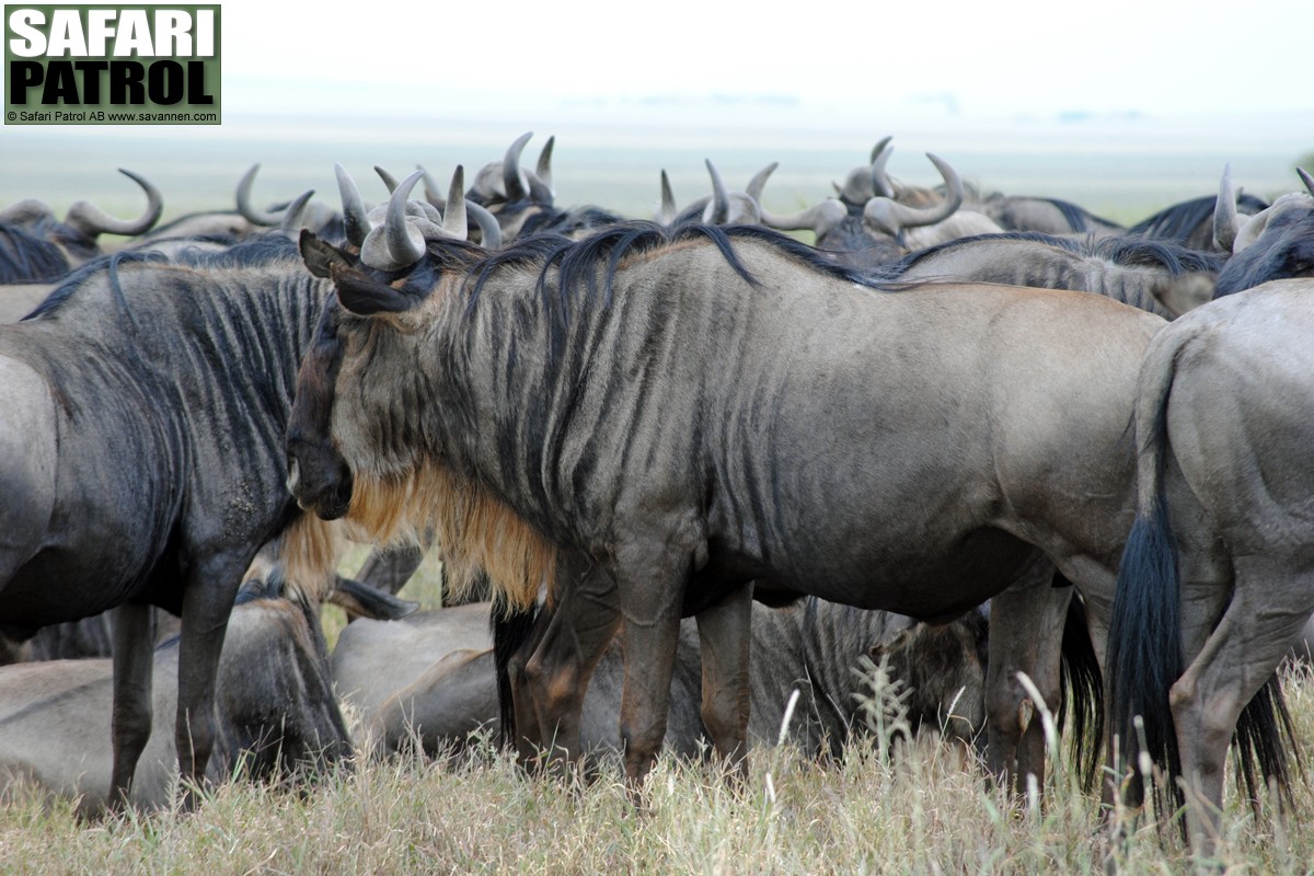 Gnuhjord. (Sdra Serengeti National Park, Tanzania)