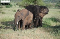 Elefanter. (Tarangire National Park, Tanzania)