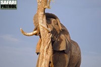 Elefant. (Tarangire National Park, Tanzania)