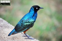 Trefrgad glansstare. (Tarangire National Park, Tanzania)