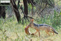 Svartryggad schakal med byte. (Tarangire National Park, Tanzania)