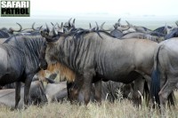 Gnuhjord. (Sdra Serengeti National Park, Tanzania)