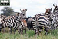 Zebror och gnu. (Sdra Serengeti National Park, Tanzania)