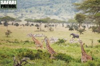 Giraffer, zebror och elefant. (Sdra Serengeti National Park, Tanzania)