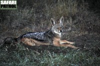 Svartryggad schakal i mrkret. (Serengeti National Park, Tanzania)