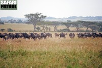 Gnuer p vandring mellan Moru Kopjes och Olobaye. (Sdra Serengeti National Park, Tanzania)