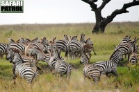 Skrmda zebror vid vattenhl. (Serengeti National Park, Tanzania)