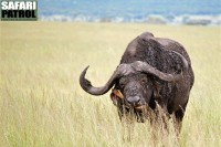 Afrikansk buffel putsas av gulnbbad oxhackare. (Serengeti National Park, Tanzania)