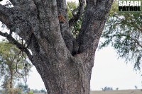 Leopardtrd. (Serengeti National Park, Tanzania)